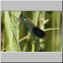 Calopteryx splendens - Gebaenderte Prachtlibelle m10a.jpg